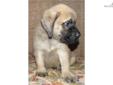 Price: $1600
This advertiser is not a subscribing member and asks that you upgrade to view the complete puppy profile for this Mastiff, and to view contact information for the advertiser. Upgrade today to receive unlimited access to NextDayPets.com. Your