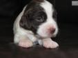 Price: $650
This advertiser is not a subscribing member and asks that you upgrade to view the complete puppy profile for this English Springer Spaniel, and to view contact information for the advertiser. Upgrade today to receive unlimited access to