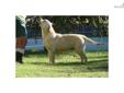 Price: $850
Simon is an adorable English Yellow Labrador Male located in So. California. He is 5 years old and just a beautiful boy from our Champion yellow English Lines. We are within one to two hours from LA, San Diego and Orange County and about 3