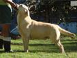 Price: $850
Simon is an adorable English Yellow Labrador Male located in So. California. He is 5 years old and just a beautiful boy from our Champion yellow English Lines. We are within one to two hours from LA, San Diego and Orange County and about 3