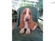 Price: $1250
This advertiser is not a subscribing member and asks that you upgrade to view the complete puppy profile for this Basset Hound, and to view contact information for the advertiser. Upgrade today to receive unlimited access to NextDayPets.com.