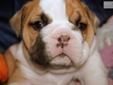 Price: $2500
Beautiful English Bulldog Puppy, "Claude" Available With European International Grand Champion Grandsire, Plus More Champions In Lineage! Born 1-24-13 From Rosie and Titus' Litter With 3 Boys and 2 Girls. They Come With Shots, Dewormings, and