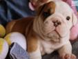 Price: $2500
Beautiful English Bulldog Puppy, "Oliver" Available With European International Grand Champion Grandsire, Plus More Champions In Lineage! Born 1-24-13 From Rosie and Titus' Litter With 3 Boys and 2 Girls. They Come With Shots, Dewormings, and