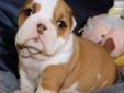 Price: $2500
Beautiful English Bulldog Puppy, "Ash" Available With European International Grand Champion Grandsire, Plus More Champions In Lineage! Born 1-24-13 From Rosie and Titus' Litter With 3 Boys and 2 Girls. They Come With Shots, Dewormings, and a