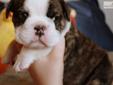Price: $2500
Beautiful English Bulldog Puppy From My Beautiful English Bulldog Litter Where The Father Is My European Import "Titus" And He Was Champion Sired By A European International Grand Champion "Wencar Touch Of White." Titus Was Bred To My