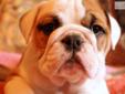 Price: $2500
Beautiful English Bulldog Puppy, "Iris" Available With European International Grand Champion Grandsire, Plus More Champions In Lineage! Born 1-24-13 From Rosie and Titus' Litter With 3 Boys and 2 Girls. They Come With Shots, Dewormings, and a