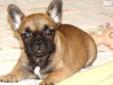 Price: $2000
Fantastic French Bulldog puppy female for sale to loving approved home. I have a litter of four French bulldog puppies that are ava for sale. These babies are beautiful heavy bodied with exceptional conformation and very nice heads. They are