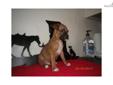Price: $585
This is a very handsome little boy, His tail is docked and dew claws removed. All his shot and deworming are up to date. Please check out our whole pack on our website, www.WuelfingsBoxers.com
Source:
