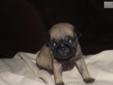 Price: $650
Jack is a very cute fawn colored male pug baby. He is AKC registered. Shipping is available for an additional $275, or you can come and pick him up after June 5, 2013 personally for $650.00. You can view more information about us by visiting