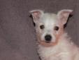 Price: $1075
Little white fuzzy ball of energy. Bella is energetic and loving. What more could you want in a pet. Bella is the smaller of the two females in the litter and will be a good size to hold and cuddle. We can ship but prefer to deliver