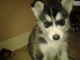 Price: $800
This advertiser is not a subscribing member and asks that you upgrade to view the complete puppy profile for this Alaskan Malamute, and to view contact information for the advertiser. Upgrade today to receive unlimited access to