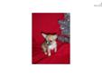 Price: $400
This advertiser is not a subscribing member and asks that you upgrade to view the complete puppy profile for this Chihuahua, and to view contact information for the advertiser. Upgrade today to receive unlimited access to NextDayPets.com. Your