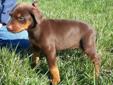 Price: $800
Red and rust Female Doberman Pinscher puppy. She hales from championship bloodlines on both sides. The father, Ryan's Winchester, has many champions in his blood line. As for the mother, Kelly's Louise, her European pedigree goes back to