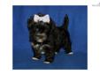 Price: $500
This advertiser is not a subscribing member and asks that you upgrade to view the complete puppy profile for this Morkie / Yorktese, and to view contact information for the advertiser. Upgrade today to receive unlimited access to