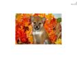 Price: $700
Little Daisy is a red Shiba and a loving puppy. Both of her parents are AKC registered. She is from a litter of 4 puppies. She will be 90% potty trained by the time of adoption. www.myshiba.com. * Lifetime Health Guarantee * Raised in Loving