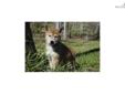 Price: $800
Little Rachel is a red Shiba and a loving puppy. Both of her parents are AKC registered. She is from a litter of 5 puppies. She will be 90% potty trained by the time of adoption. www.RightPuppyKennel.com. * Lifetime Health Guarantee * Raised