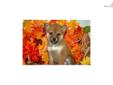 Price: $800
Little Daisy is a red Shiba and a loving puppy. Both of her parents are AKC registered. She is from a litter of 4 puppies. She will be 90% potty trained by the time of adoption. www.myshiba.com. * Lifetime Health Guarantee * Raised in Loving