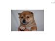 Price: $900
Little Chelsea is a red Shiba and a loving puppy. Both of her parents are AKC registered. She is from a litter of 4 puppies. She will be 90% potty trained by the time of adoption. www.myshiba.com. * Lifetime Health Guarantee * Raised in Loving