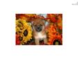Price: $900
Little Emma is a red Shiba and a loving puppy. Both of her parents are AKC registered. She is from a litter of 4 puppies. She will be 90% potty trained by the time of adoption. www.myshiba.com. * Lifetime Health Guarantee * Raised in Loving