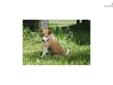 Price: $900
Little Zoey is a red Shiba and a loving puppy. Both of her parents are AKC registered. She is from a litter of 5 puppies. She will be 90% potty trained by the time of adoption. www.myshiba.com. * Lifetime Health Guarantee * Raised in Loving
