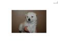 Price: $900
Little Tinkerbell is a cream Shiba and a loving puppy. Both of her parents are AKC registered. She is from a litter of 7 puppies. She will be 90% potty trained by the time of adoption. www.myshiba.com. * Lifetime Health Guarantee * Raised in