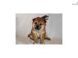 Price: $900
Little Emily is a red Shiba and a loving puppy. Both of her parents are AKC registered. She is from a litter of 5 puppies. She will be 90% potty trained by the time of adoption. www.RightPuppyKennel.com. * Lifetime Health Guarantee * Raised in