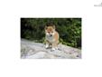 Price: $900
Little Ryan is a red Shiba and a loving puppy. Both of her parents are AKC registered. She is from a litter of 4 puppies. She will be 90% potty trained by the time of adoption. www.myshiba.com. * Lifetime Health Guarantee * Raised in Loving