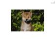 Price: $900
Little Julia is a red Shiba and a loving puppy. Both of her parents are AKC registered. She is from a litter of 5 puppies. She will be 90% potty trained by the time of adoption. www.myshiba.com. * Lifetime Health Guarantee * Raised in Loving