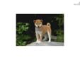 Price: $900
Little Rosie is a red Shiba and a loving puppy. Both of her parents are AKC registered. She is from a litter of 4 puppies. She will be 90% potty trained by the time of adoption. www.myshiba.com. * Lifetime Health Guarantee * Raised in Loving