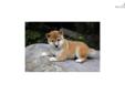 Price: $900
Little Ryan is a red Shiba and a loving puppy. Both of her parents are AKC registered. She is from a litter of 4 puppies. She will be 90% potty trained by the time of adoption. www.myshiba.com. * Lifetime Health Guarantee * Raised in Loving