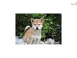 Price: $900
Little Romeo is a red Shiba and a loving puppy. Both of her parents are AKC registered. She is from a litter of 4 puppies. She will be 90% potty trained by the time of adoption. www.myshiba.com. * Lifetime Health Guarantee * Raised in Loving