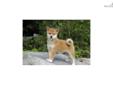 Price: $900
Little Mary is a red Shiba and a loving puppy. Both of her parents are AKC registered. She is from a litter of 4 puppies. She will be 90% potty trained by the time of adoption. www.myshiba.com. * Lifetime Health Guarantee * Raised in Loving