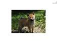 Price: $900
Little Kenzie is a red Shiba and a loving puppy. Both of her parents are AKC registered. She is from a litter of 5 puppies. She will be 90% potty trained by the time of adoption. www.myshiba.com. * Lifetime Health Guarantee * Raised in Loving