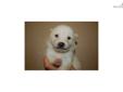 Price: $900
Little Missy is a cream Shiba and a loving puppy. Both of her parents are AKC registered. She is from a litter of 7 puppies. She will be 90% potty trained by the time of adoption. www.myshiba.com. * Lifetime Health Guarantee * Raised in Loving