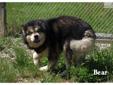 Price: $1250
I have been breeding AKC Alaskan Malamutes since 1994. We are located in northeastern Ohio. All our pups are up to date on shots, vet checked microchipped and come with a 2 year health guarantee. My pups are raised in side with outside