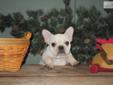 Price: $2500
This advertiser is not a subscribing member and asks that you upgrade to view the complete puppy profile for this French Bulldog, and to view contact information for the advertiser. Upgrade today to receive unlimited access to