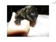 Price: $1400
This advertiser is not a subscribing member and asks that you upgrade to view the complete puppy profile for this French Bulldog, and to view contact information for the advertiser. Upgrade today to receive unlimited access to