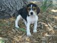 Price: $400
Frisco is an adorable little guy with a wonderful, playful personality! He loves to romp and play in the yard and will make the perfect companion for your family! He is current on vaccinations and dewormings. Shipping is available. Call or