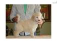 Price: $500
POODLE AKC FULL REGISTRATION - STANDARD SIZE PUPPIES - -- SIRE 100% TOP CH OSEA LINES PUPS WILL HAVE FIRST SHOTS AND WORMED TO DATE- TAILS DOCKED -SHOW LENGTH- DEWCLAWS REMOVED- -ALL -GOOD TYPE -PEDIGREE INFORMATION CAN BE SEEN ON POODLE