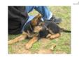 Price: $900
This advertiser is not a subscribing member and asks that you upgrade to view the complete puppy profile for this German Shepherd, and to view contact information for the advertiser. Upgrade today to receive unlimited access to