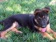 Price: $600
This advertiser is not a subscribing member and asks that you upgrade to view the complete puppy profile for this German Shepherd, and to view contact information for the advertiser. Upgrade today to receive unlimited access to