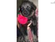 Price: $1100
http://www.pedigreedatabase.com/breeding.result?father=696922&mother=729112 We have 6 boys and 1 girl. The puppies will be dark sable. Both parents are dark sable. Good working lines and Ofa hips and elbows, Akc. Please call or email ()