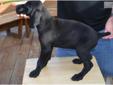 Price: $350
Top quality litter of hunting puppies, whelped April 15th, 2013. Both parents come from strong hunting champion lines. Both the mother and the father are registered with AKC. The litter is also registered with AKC. The mother is solid black