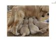 Price: $1000
This puppy comes from top bred parents. He is playful, but mellow. Should mature to between 60 - 70 lbs. At Seasons Gold, all our golden retrievers are bred from top champion bloodlines for health and disposition. My parents are cleared for