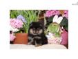 Price: $1800
This advertiser is not a subscribing member and asks that you upgrade to view the complete puppy profile for this Pomeranian, and to view contact information for the advertiser. Upgrade today to receive unlimited access to NextDayPets.com.