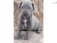 Price: $1500
www.GentleGiantsoftheSouth.com We have a gorgeous litter of BLUES with awesome bloodline that will be ready to go around end of June... He will come AKC registered, completely Vet checked, current on vaccinations and with our FIVE YEAR Health