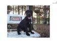Price: $500
This advertiser is not a subscribing member and asks that you upgrade to view the complete puppy profile for this Great Dane, and to view contact information for the advertiser. Upgrade today to receive unlimited access to NextDayPets.com.