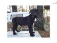 Price: $750
This advertiser is not a subscribing member and asks that you upgrade to view the complete puppy profile for this Great Dane, and to view contact information for the advertiser. Upgrade today to receive unlimited access to NextDayPets.com.