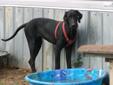 Price: $400
This advertiser is not a subscribing member and asks that you upgrade to view the complete puppy profile for this Great Dane, and to view contact information for the advertiser. Upgrade today to receive unlimited access to NextDayPets.com.
