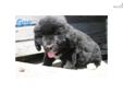Price: $1250
This advertiser is not a subscribing member and asks that you upgrade to view the complete puppy profile for this Newfoundland, and to view contact information for the advertiser. Upgrade today to receive unlimited access to NextDayPets.com.